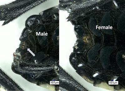 The potential climatic range of spotted lanternfly may be broader than previously predicted